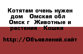 Котятам очень нужен дом - Омская обл., Омск г. Животные и растения » Кошки   